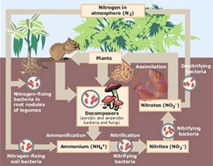 Vai trò vi khuẩn Nitrobacter trong xử lý nước